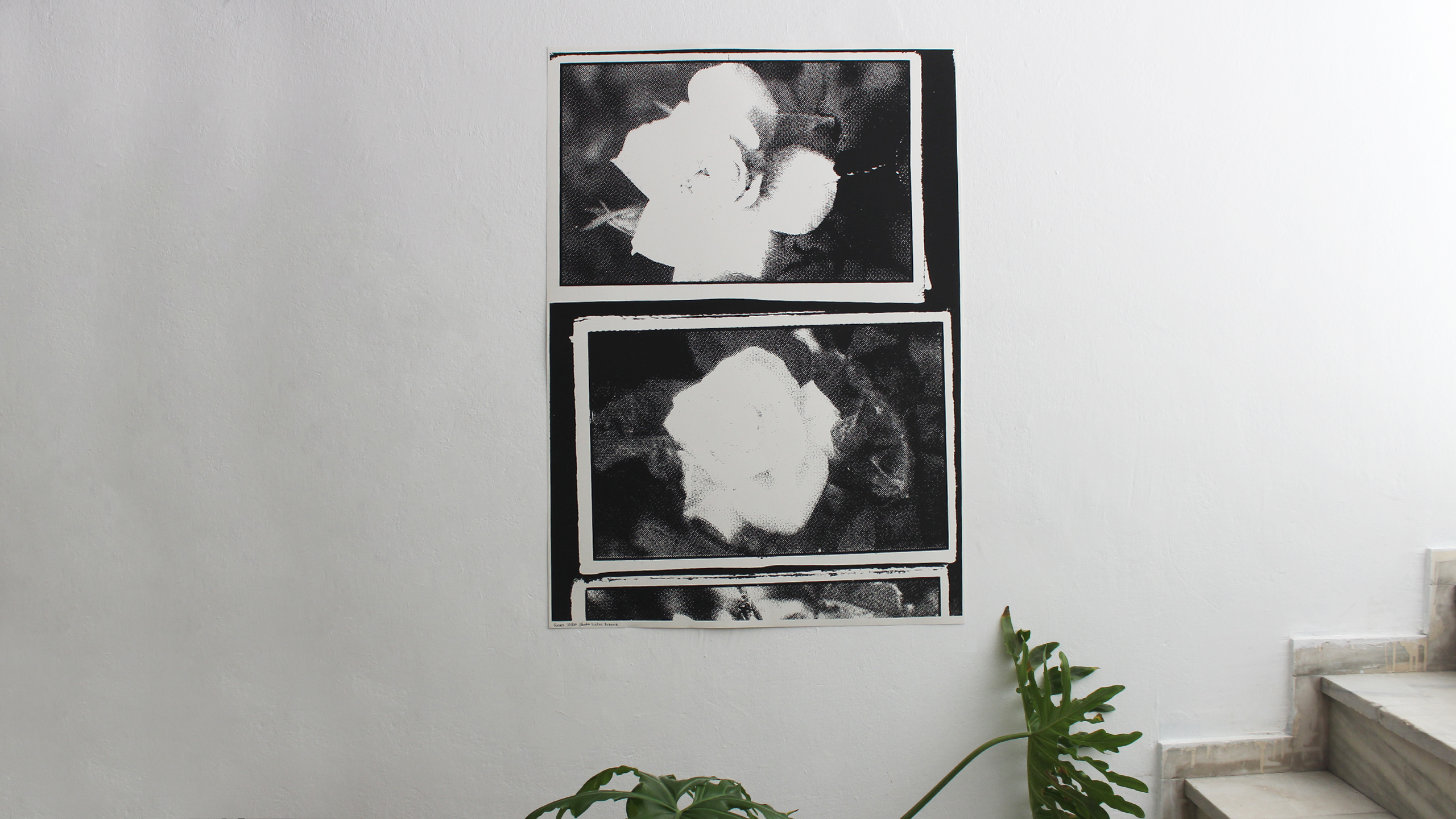 Roses ~ Studio Lialios Vazoura