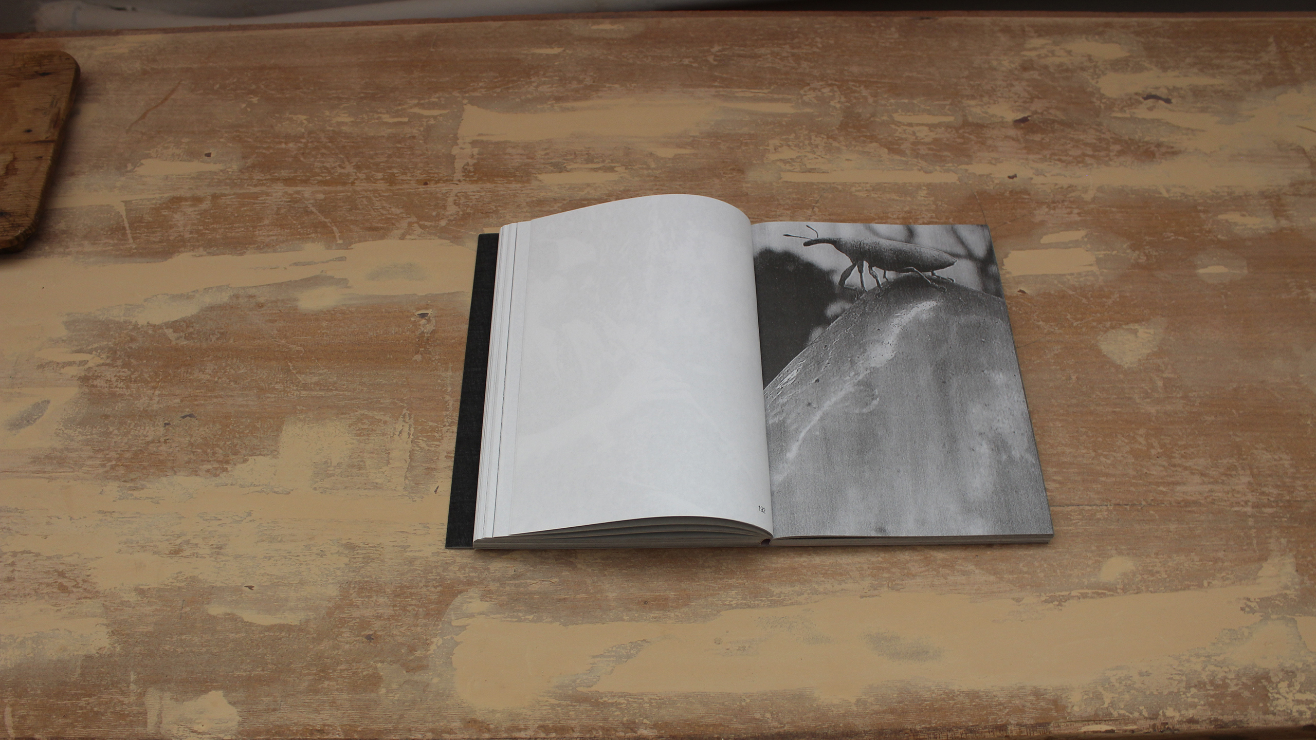 Lost Bird ~ Christos Lialios and Katerina Vazoura